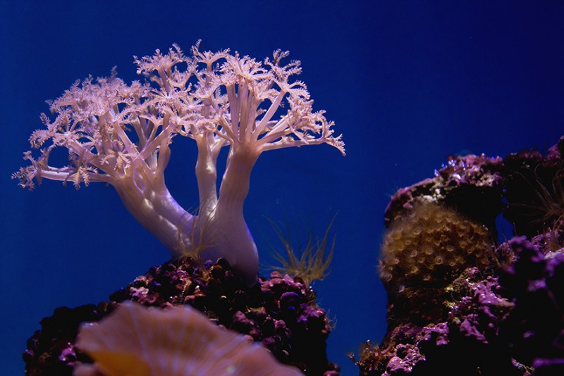 benefits of coral calcium