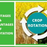 Revitalize Your Harvests, Incredible Benefits of Crop Rotation benefits of crop rotation