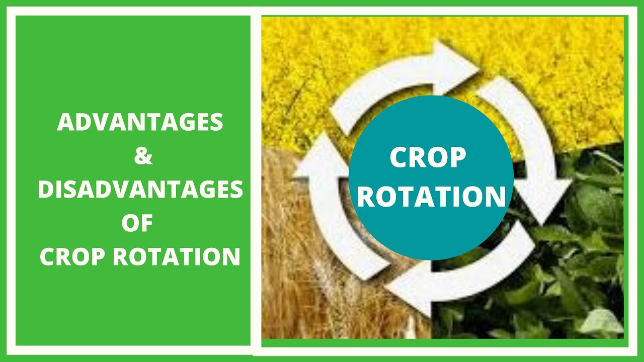 benefits of crop rotation