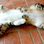 The Purrfect Perks, Astonishing Benefits of Declawing a Cat benefits of declawing a cat
