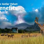 Remarkable Benefits of Deer Antler Velvet, A Natural Wonder for Optimal Health benefits of deer antler velvet