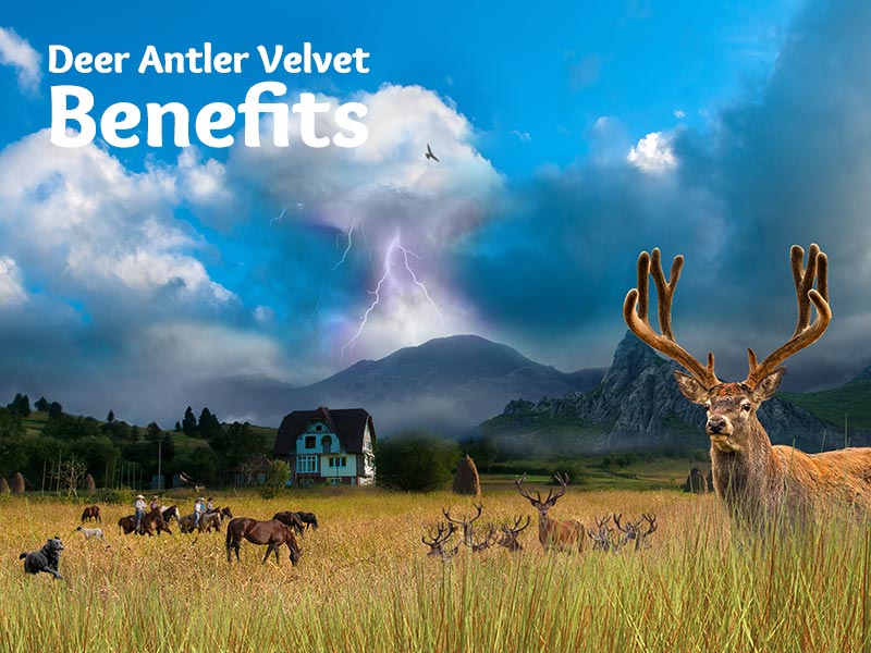 benefits of deer antler velvet