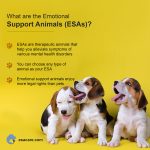 Happiness: The Incredible Benefits of Emotional Support Animals benefits of emotional support animals