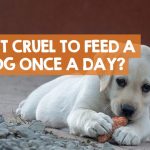 Maximize Your Dog’s Health, Surprising Benefits of Feeding Once a Day benefits of feeding a dog once a day