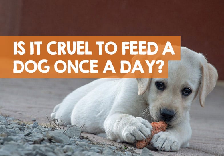 benefits of feeding a dog once a day