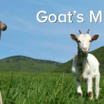 The Goodness, Amazing Benefits of Goat’s Milk for Dogs benefits of goats milk for dogs