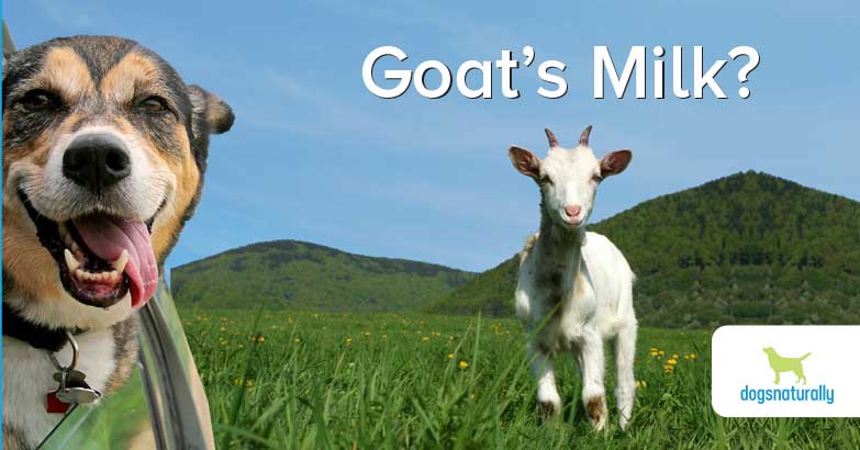 benefits of goats milk for dogs