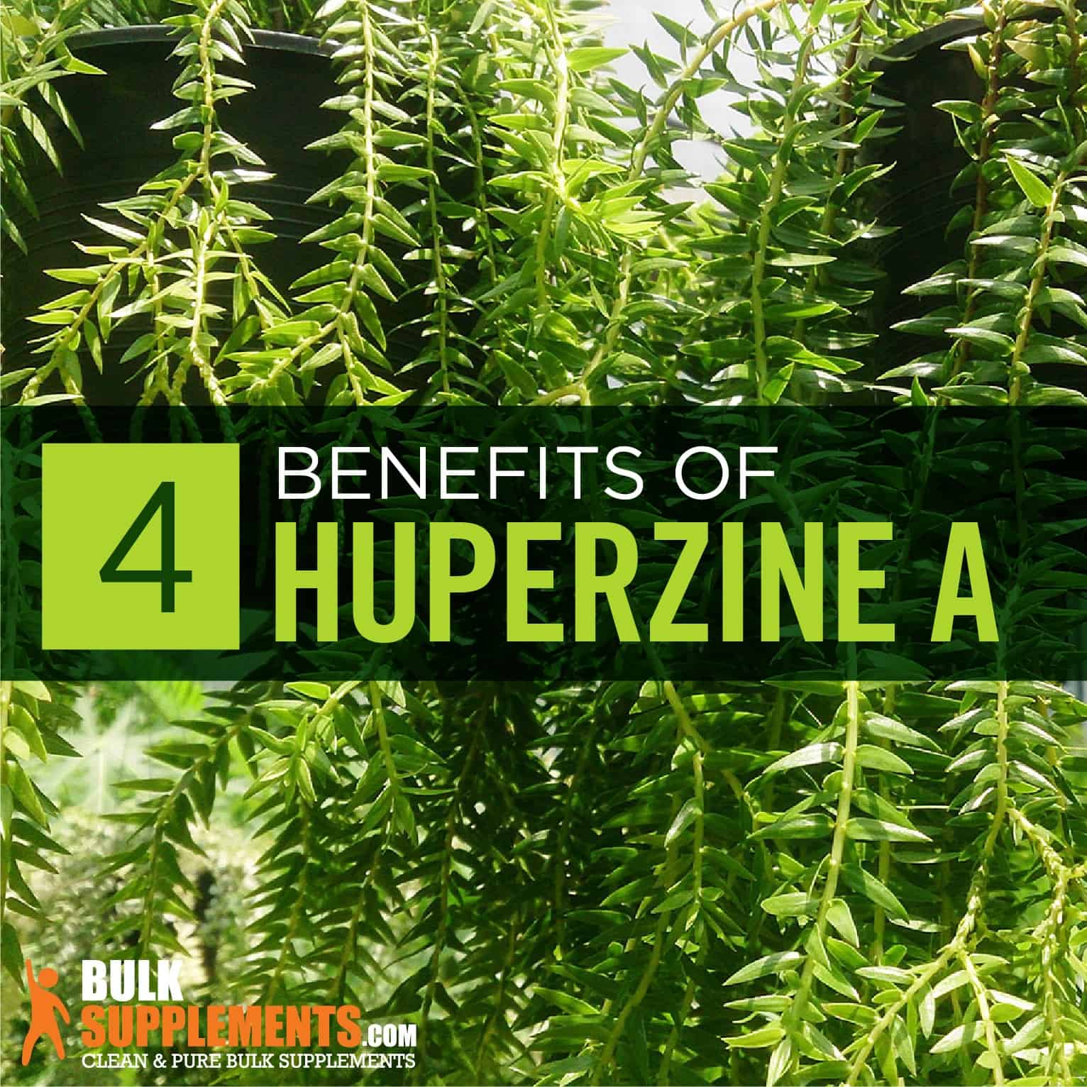 benefits of huperzine a