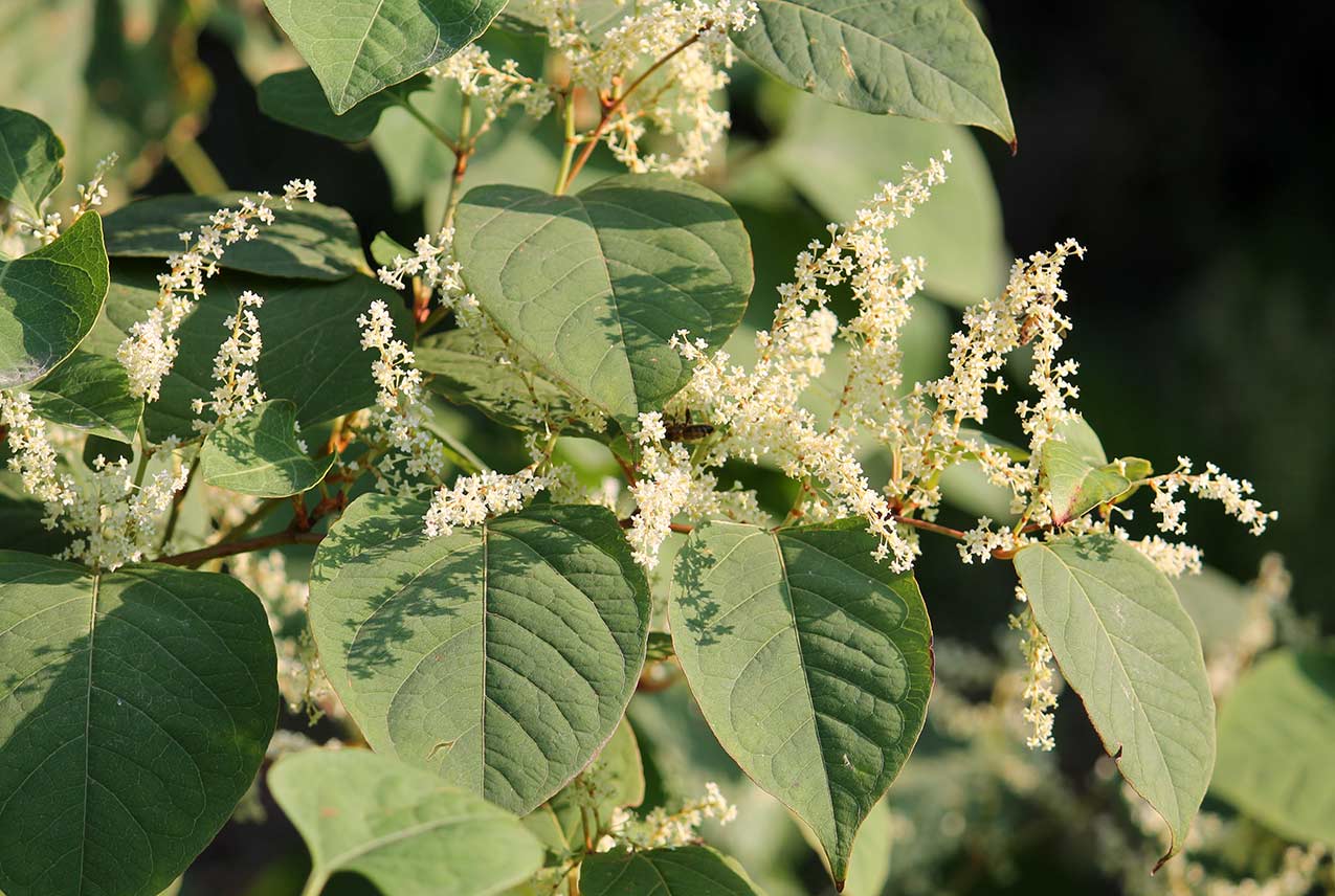 benefits of japanese knotweed