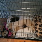 Freedom Unleashed, Surprising Benefits of Not Crate Training Your Pet benefits of not crate training