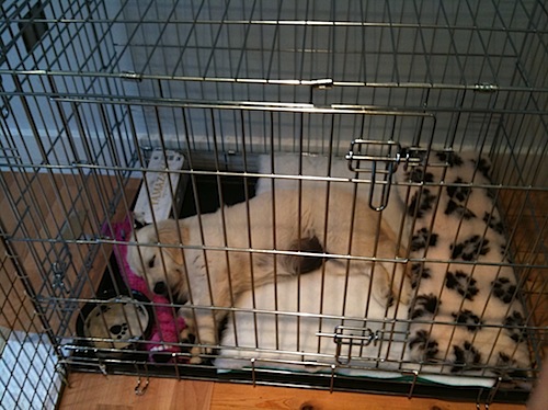 benefits of not crate training