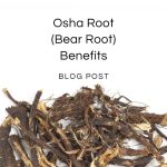 Incredible Benefits of Osha Root: Boost Your Health Naturally benefits of osha root