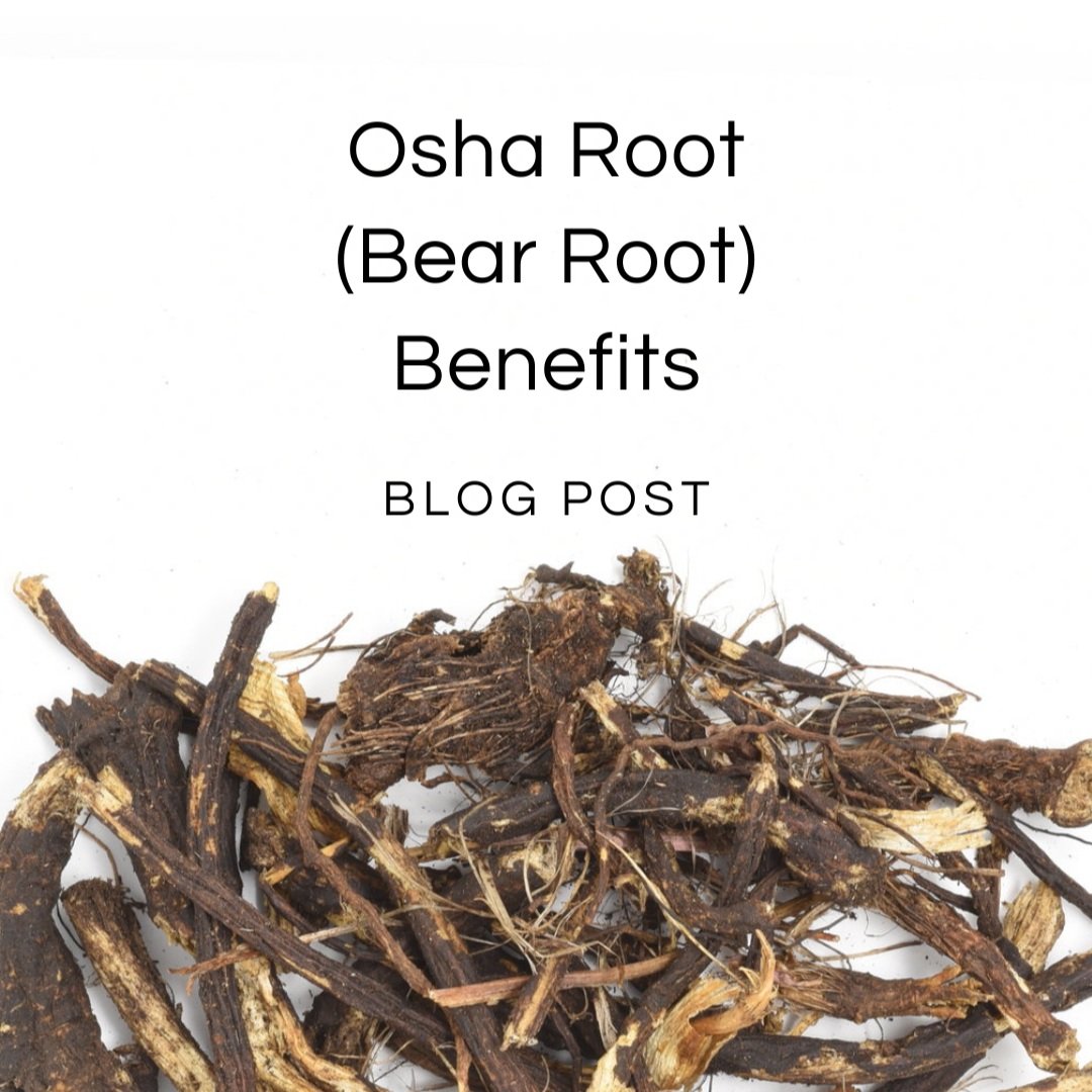 benefits of osha root