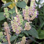 Enchanting Benefits of Patchouli Incense, Enhance Wellness & Serenity benefits of patchouli incense