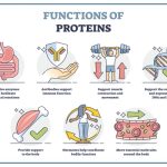 Protein Power, Incredible Benefits of Proteins for Optimal Health benefits of proteins