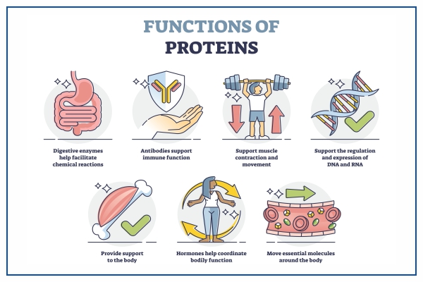 benefits of proteins
