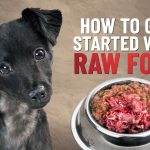 The Power of Raw, Incredible Benefits of a Raw Diet for Dogs benefits of raw diet for dogs