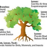 The Green Revolution, Incredible Benefits of Trees benefits of trees