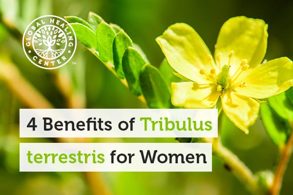 benefits of tribulus