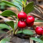 Remarkable Benefits of Uva Ursi, A Natural Wonder for Optimal Health benefits of uva ursi