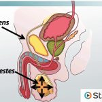 Snip Away Worries, Incredible Benefits of Vasectomy benefits of vasectomy