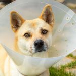 Benefits of Delaying Neutering for Your Beloved Canine Companion benefits of waiting to neuter your dog