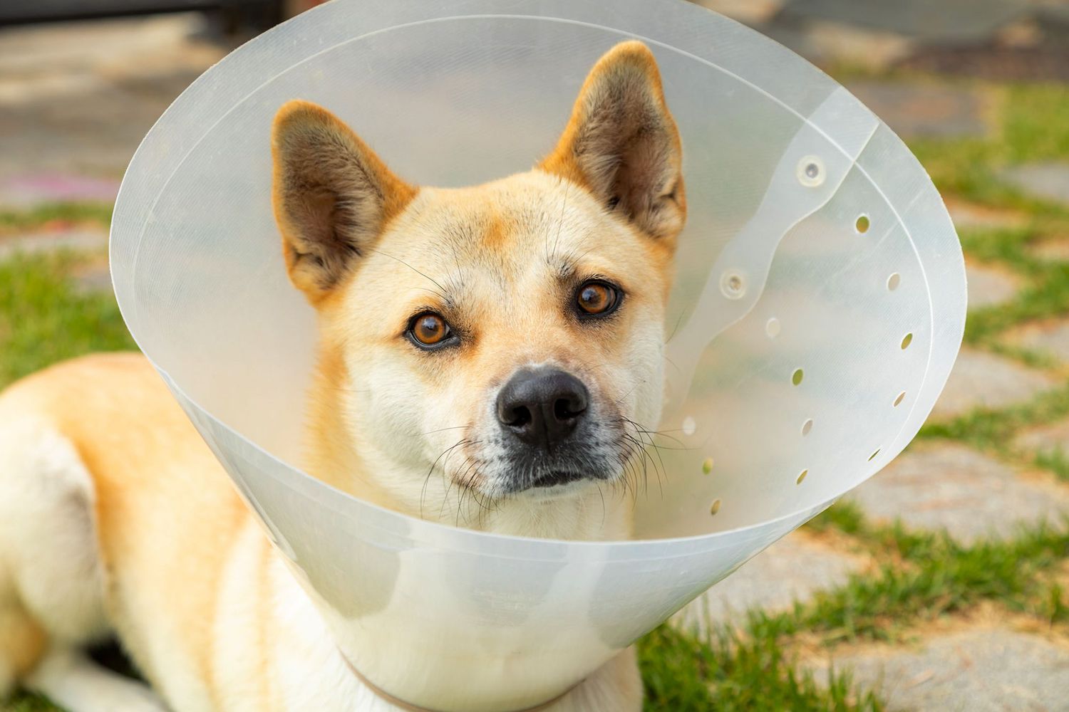 benefits of waiting to neuter your dog