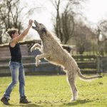 The Surprising Benefits of Delaying Neutering for Your Male Dog benefits of waiting to neuter your male dog