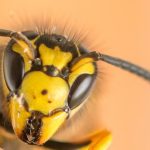 Hidden Superpowers of Wasps, Astonishing Benefits They Bring benefits of wasps