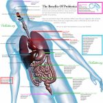 The Power of Probiotics, Incredible Health Benefits health benefits of probiotic