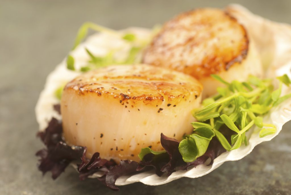 Hidden Treasures, Remarkable Health Benefits of Scallops