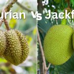 Jackfruit vs Durian:The Battle of Tropical Titans jackfruit vs durian