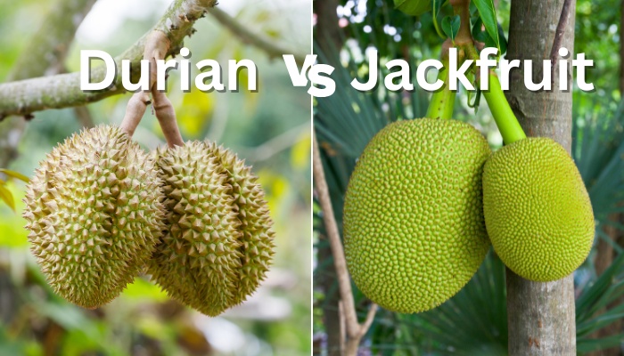 jackfruit vs durian