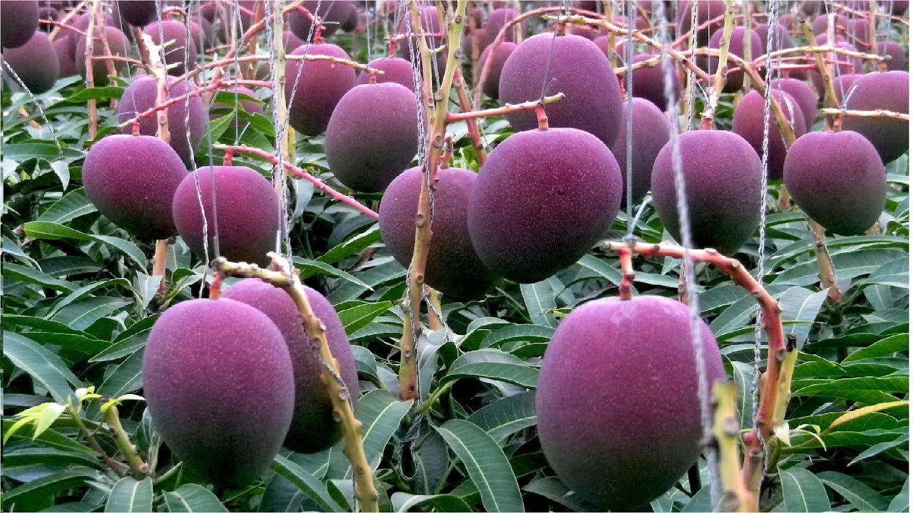 japanese mango