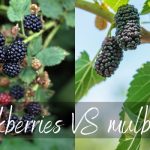 Mulberry vs Blackberry: Comparison of Two Delicious Fruits mulberry vs blackberry