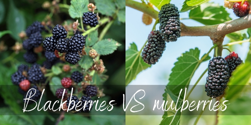 mulberry vs blackberry