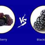 Mulberry vs Blackberry A Fruitful Comparison for Your Palate mulberry vs blackberry