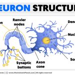 Intricacies of Neuron Communication neuron diagram