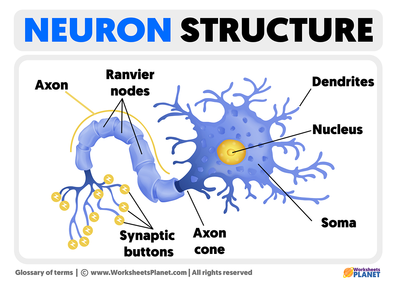 neuron diagram