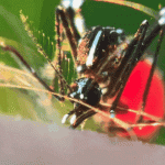 The capabilities of Huawei Mate 60 Pro+ were shown when filming a mosquito at work Huawei Mate 60 Pro+