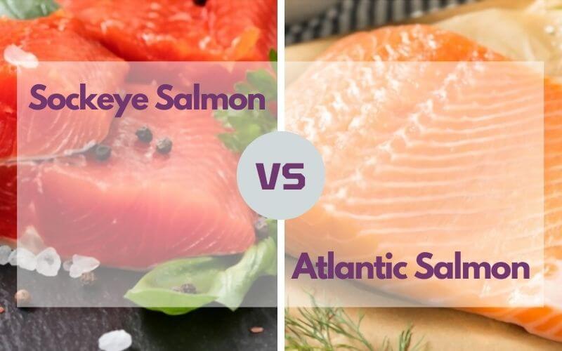 sockeye salmon versus atlantic salmon