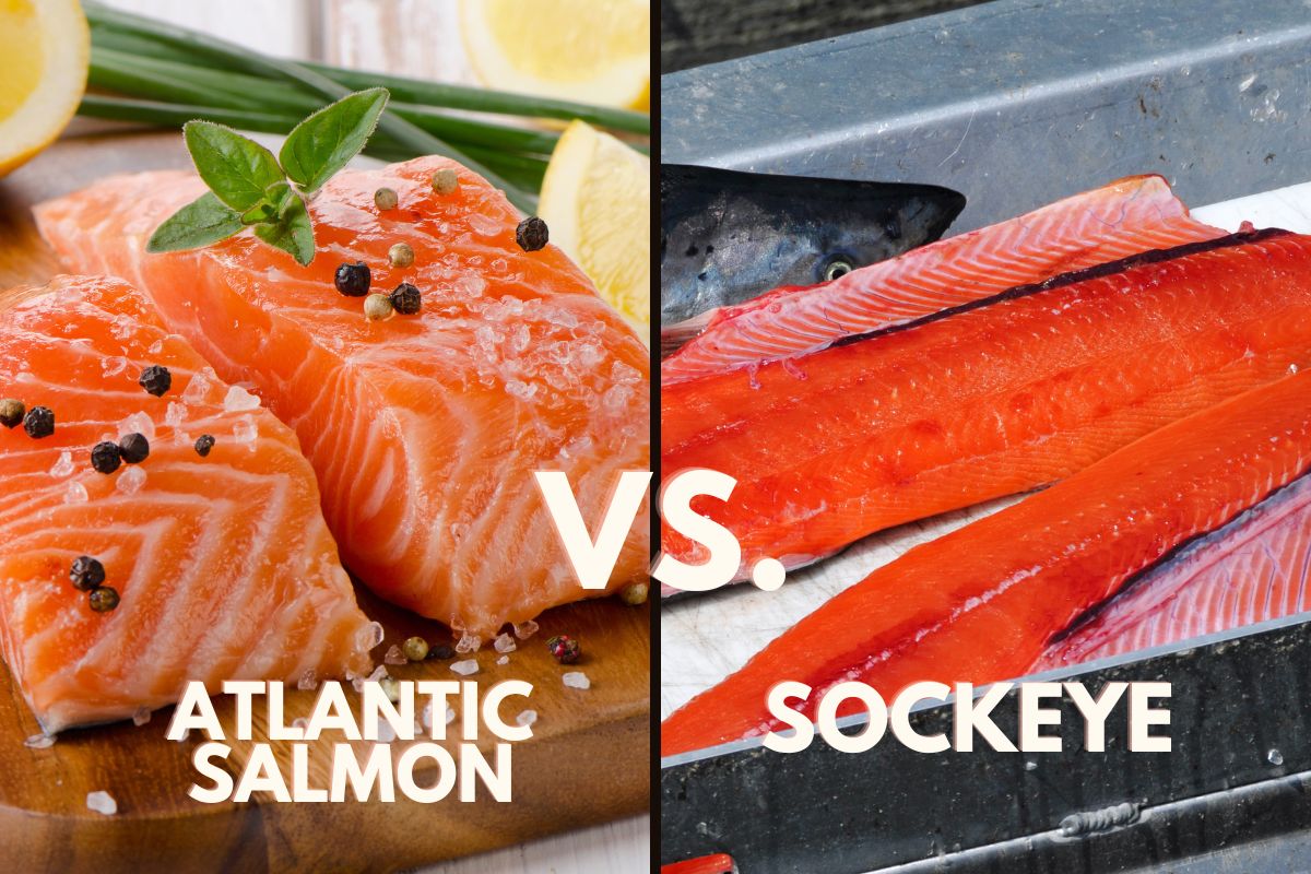 sockeye salmon vs atlantic salmon