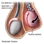 The Hidden World of Testicles, Fascinating Facts and Myths testicles