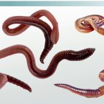 The Hidden Menace, Worms in Stomach worms in stomach