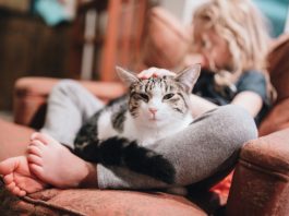 12 benefits of having a cat