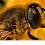 Why Vivo X100 Pro is the new king of telephoto lenses? Vivo X100 Pro