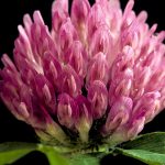 Hidden Treasures, The Incredible Benefits of Clover benefit of clover