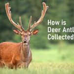 The Wellness Wonders, The Benefit of Deer Antler Velvet benefit of deer antler velvet