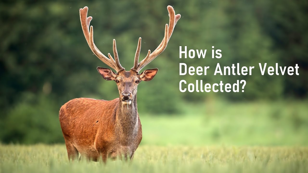 benefit of deer antler velvet