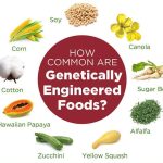 The Remarkable Benefits of GMO, Agriculture for a Sustainable Future benefit of gmo